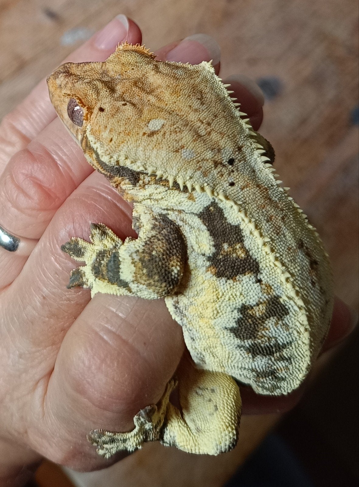 Wimpergekko man Lilly white 2021 Crested Gecko photo 5