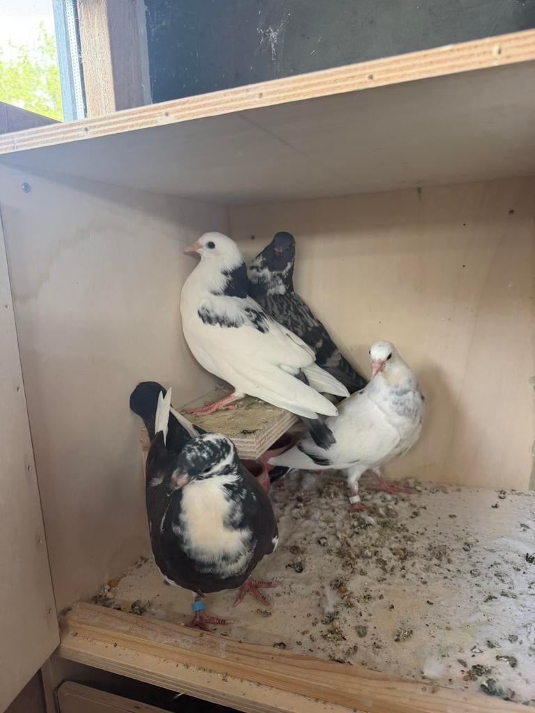 jongen kroppers te koop goed geteeld 30 per koppel. piepers, Dieren en Toebehoren, Vogels | Duiven, Geslacht onbekend, Kropper