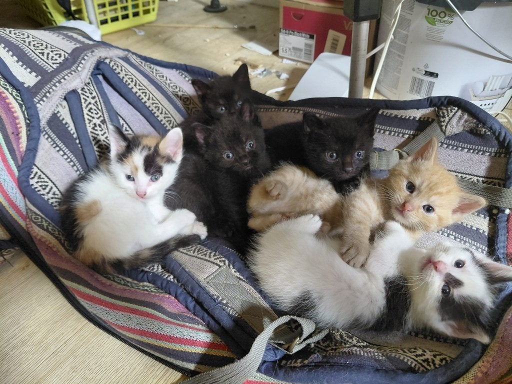 Kittens, Meerdere dieren, 0 tot 2 jaar