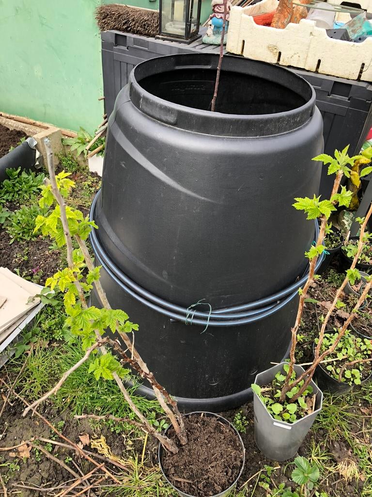 Mooie rode bessen struiken te koop (2 stuks), Tuin en Terras, Overige soorten, Lente, Minder dan 100 cm, Ophalen