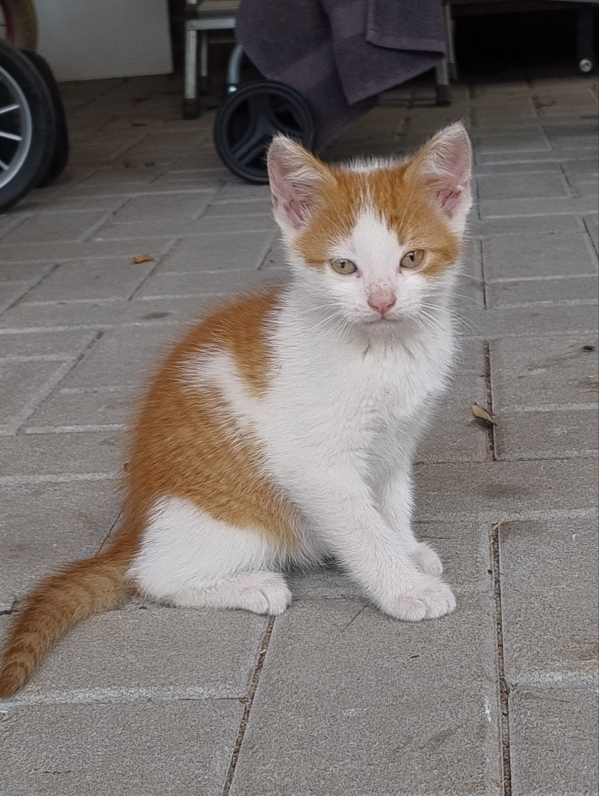 Lieve kittens, rood wit katertje en 2 schildpad poezen., Meerdere dieren