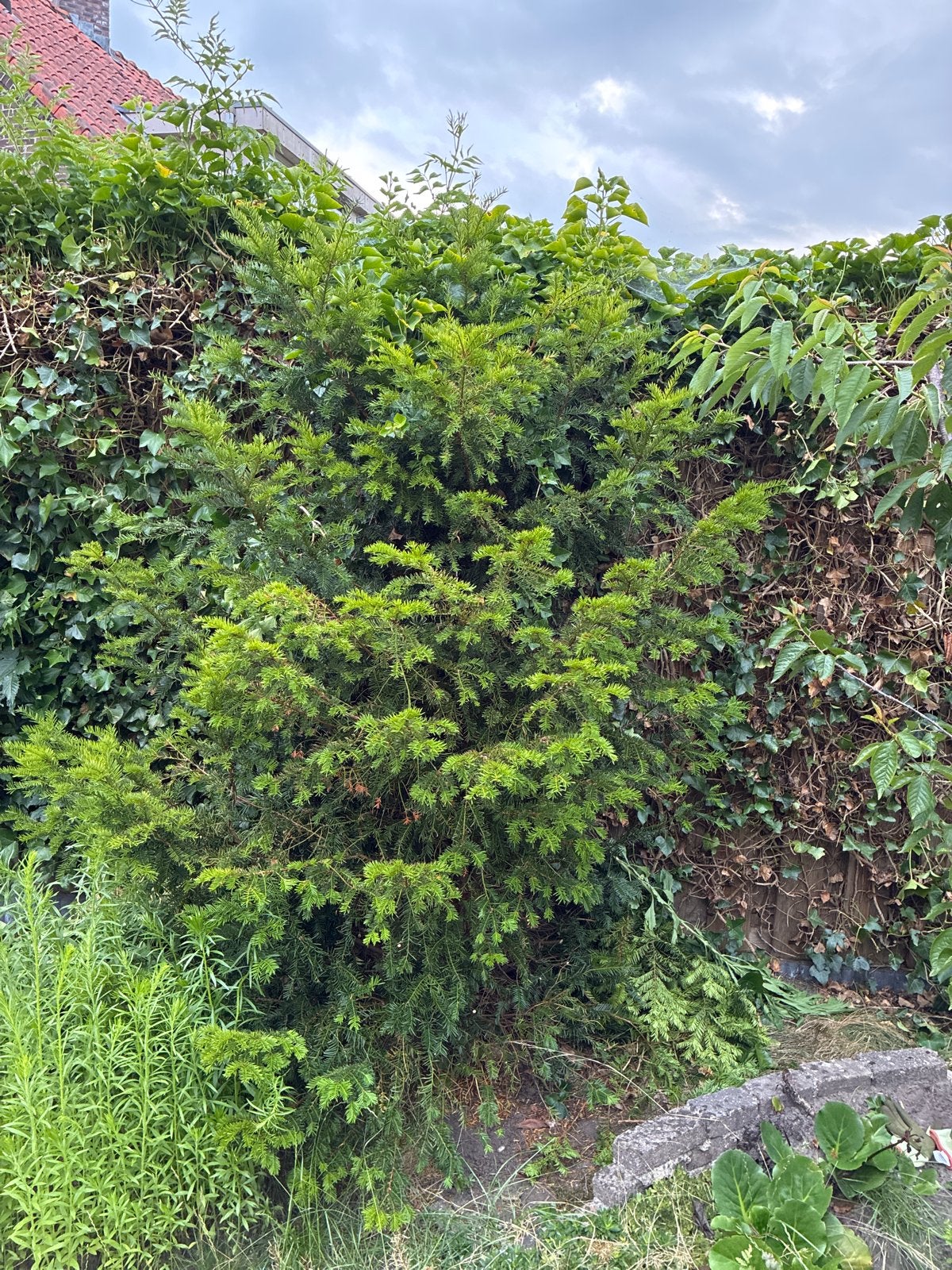 Gratis taxus boom (circa 2,20m hoog) - zelf uitscheppen, Vaste plant, Bloeit niet, Halfschaduw, Ophalen