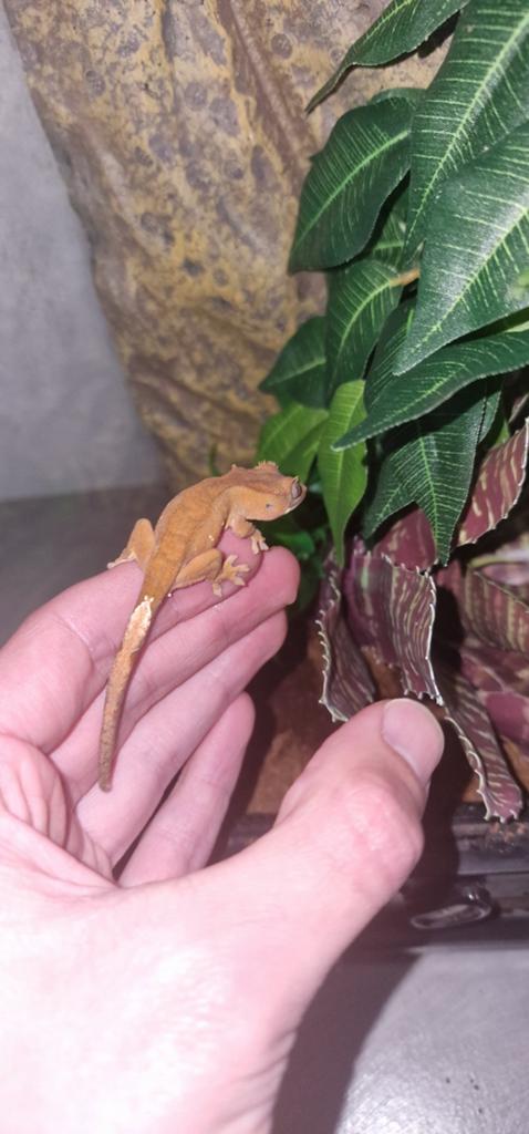 Jonge wimpergecko Crested Gecko - unknown for sale from nick