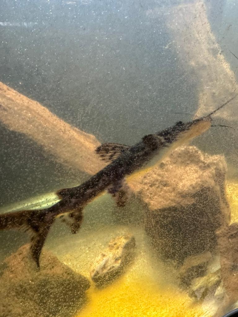 Jonge tigershovelnose meerval, Dieren en Toebehoren, Vissen | Aquariumvissen, Vis