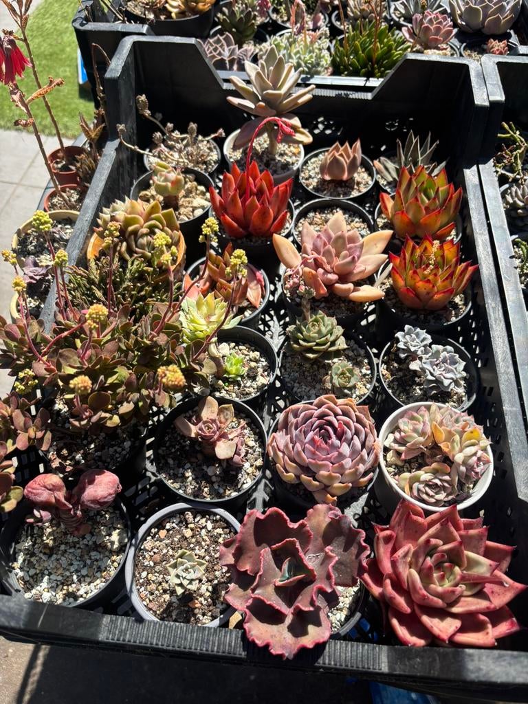 Vetplantjes & stekjes te koop – succulenten vanaf €2!, Huis en Inrichting, Kamerplanten, Ophalen, Vetplant, Halfschaduw, In pot