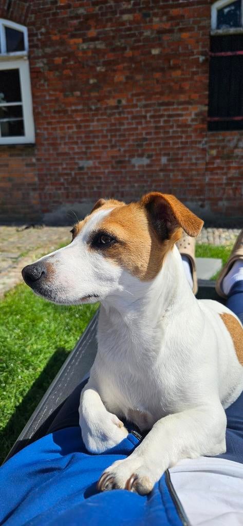 Jackrussel pups verwacht, Dieren en Toebehoren, Honden | Jack Russells en Terriërs, Parvo, Jack Russell Terriër, 8 tot 15 weken