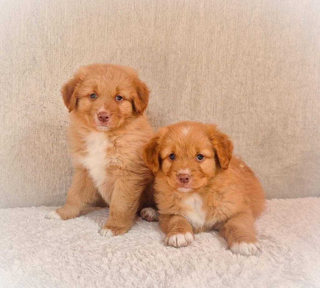 Hele leuke, enthousiaste raszuivere Toller pups!, Dieren en Toebehoren, Honden | Retrievers, Spaniëls en Waterhonden, Parvo, Overige rassen