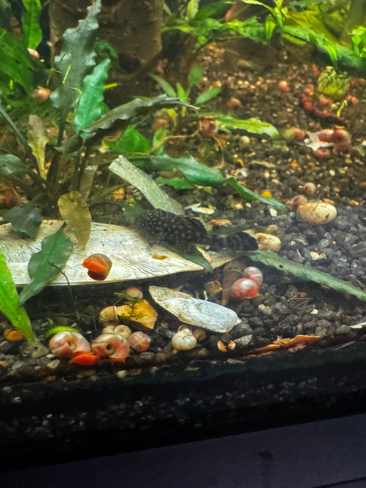 Algeneter wildkleur ancistrus, Vis, Zoetwatervis