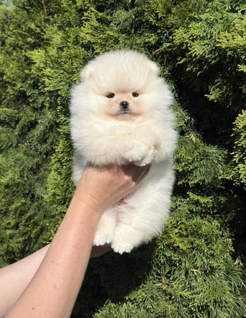 Pomeranian | Pomeriaan, Dieren en Toebehoren, Honden | Poolhonden, Keeshonden en Oertypen, 8 tot 15 weken, Parvo, Eén hond, Nederland
