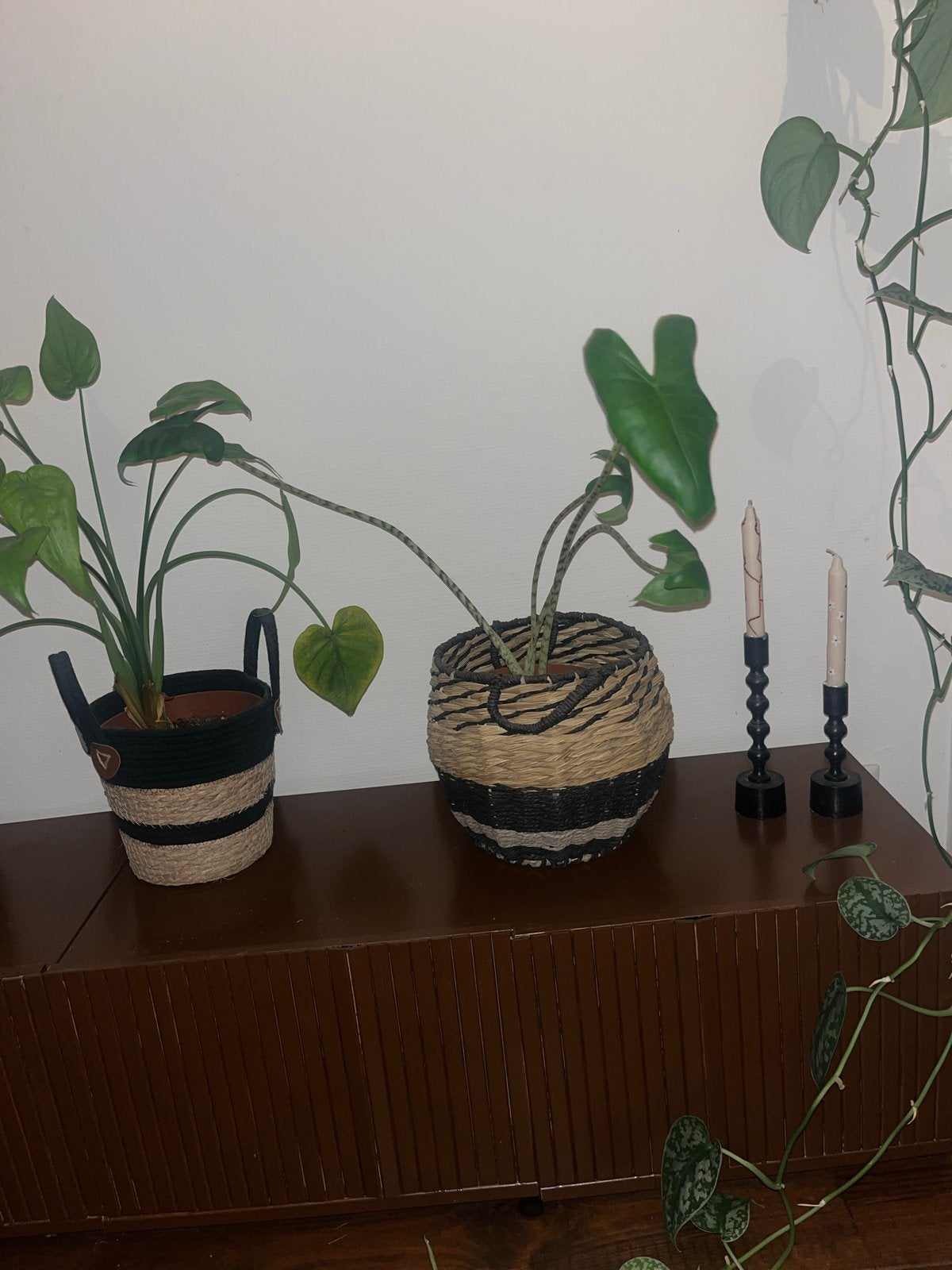 Alocasia Zebrina te koop - Prachtige kamerplant, Vaste plant, Bloeit niet, Halfschaduw, Ophalen