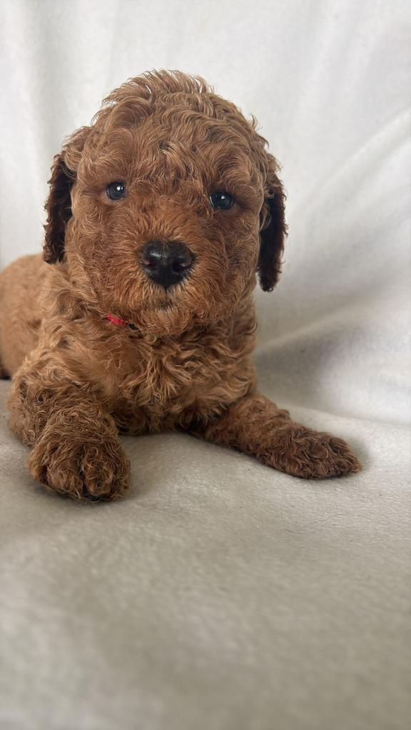 Australian Labradoodle puppy's, Parvo, Overige rassen, 8 tot 15 weken, Meerdere