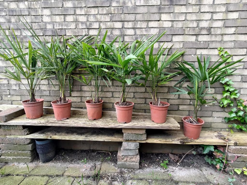 Winterharde Trachycarpus fortunei palmen te koop!, Tuin en Terras, Planten | Bomen, Bloeit niet, Minder dan 100 cm, Palmboom, Ophalen