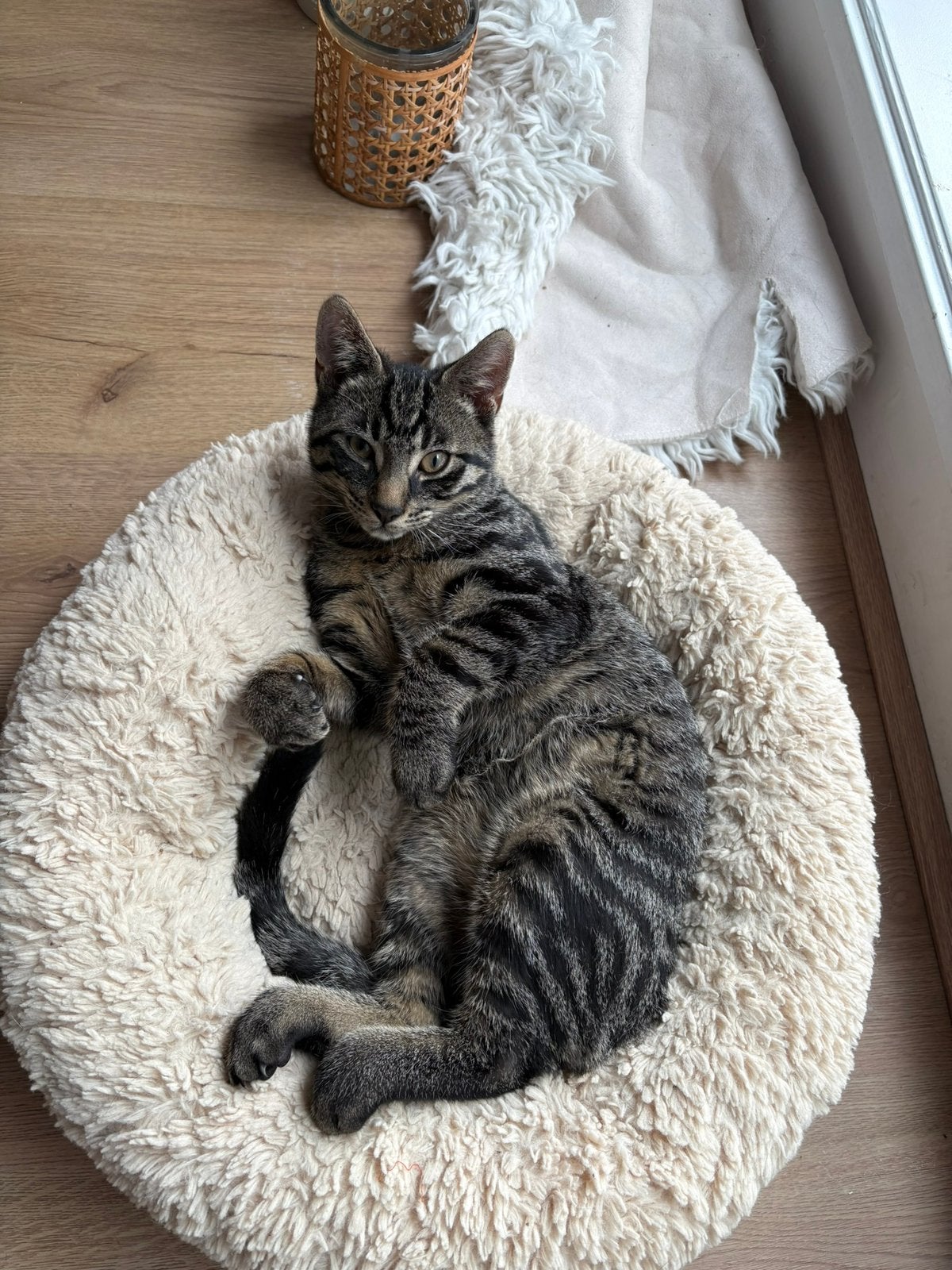 Kitten (kater), Dieren en Toebehoren, Katten en Kittens | Overige Katten, Kater