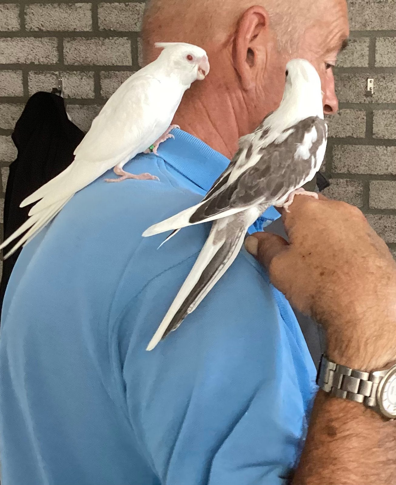Tamme valkparkieten 2026, Meerdere dieren, Parkiet, Tam