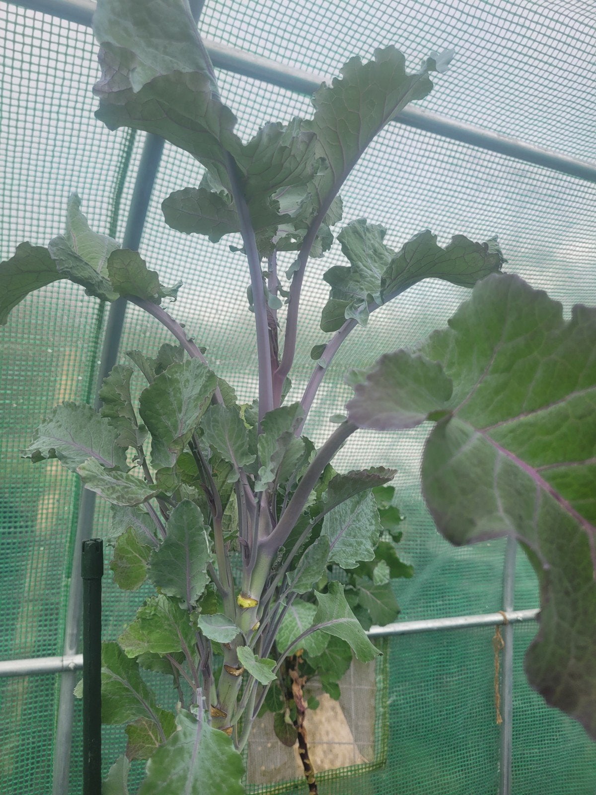 Purple tree collard. Doorlevende kool. Voedselbos/ moestuin, Tuin en Terras, Volle zon, Vaste plant, Bloeit niet, Ophalen