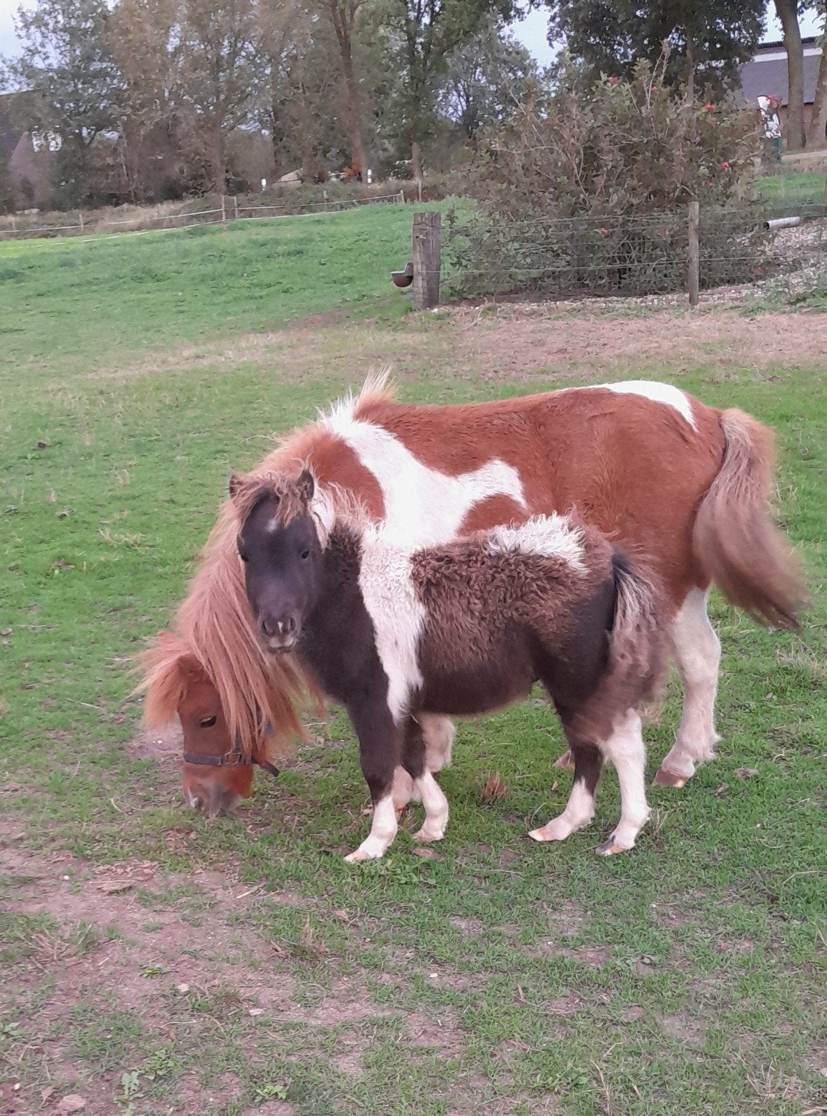 shetlander hengst veulen, Dieren en Toebehoren, Meerdere dieren, A pony (tot 1.17m), Gechipt, 0 tot 2 jaar