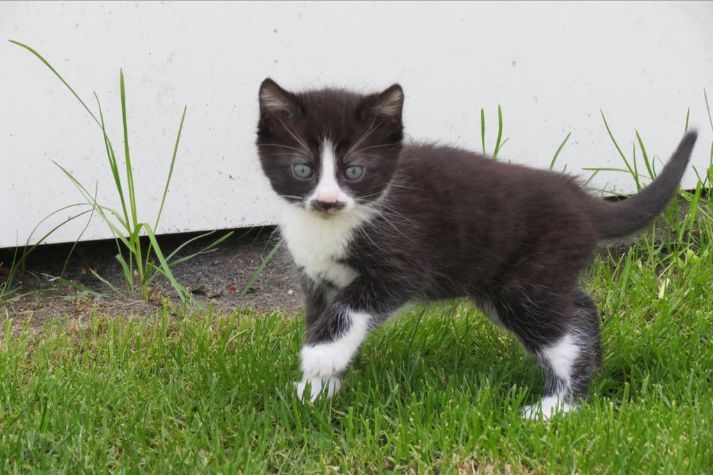 Opnieuw beschikbaar! EK X ragdoll/maine coon, Dieren en Toebehoren, Meerdere dieren