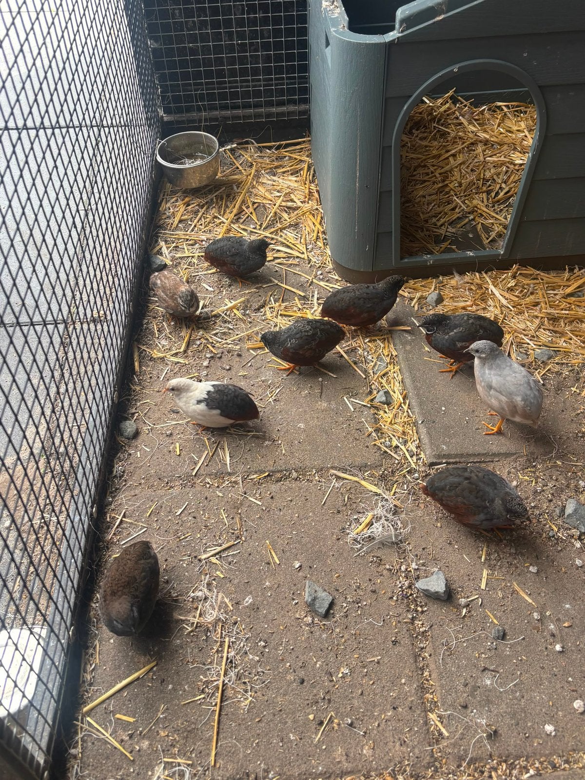 5 kwartel haantjes, Dieren en Toebehoren, Mannelijk
