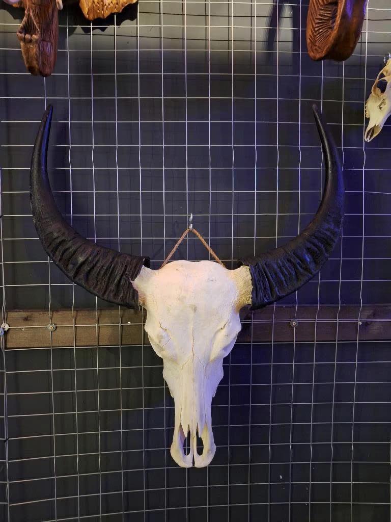 Buffel schedels - Longhoorns - Ram schedels - Wanddecoratie, Cave & Garden, Verzenden, Nieuw, Kouwe Hoek 1B, Waddinxveen
