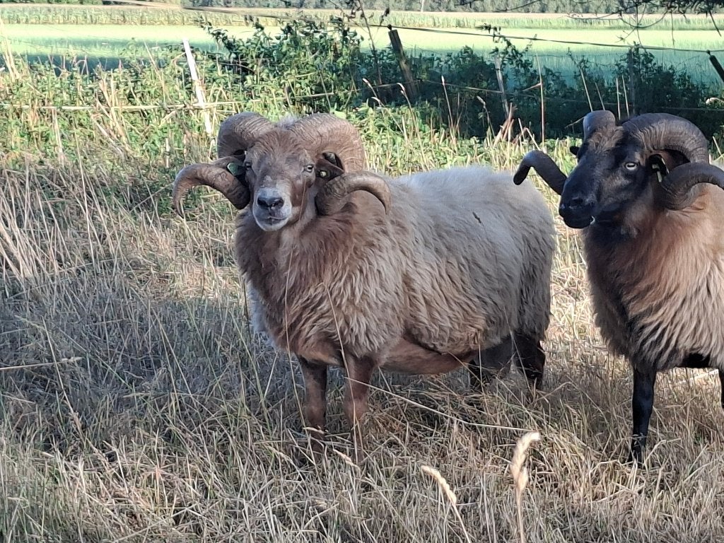 Prachtige Drents heideschaap ram, Mannelijk, Schaap, 3 tot 5 jaar