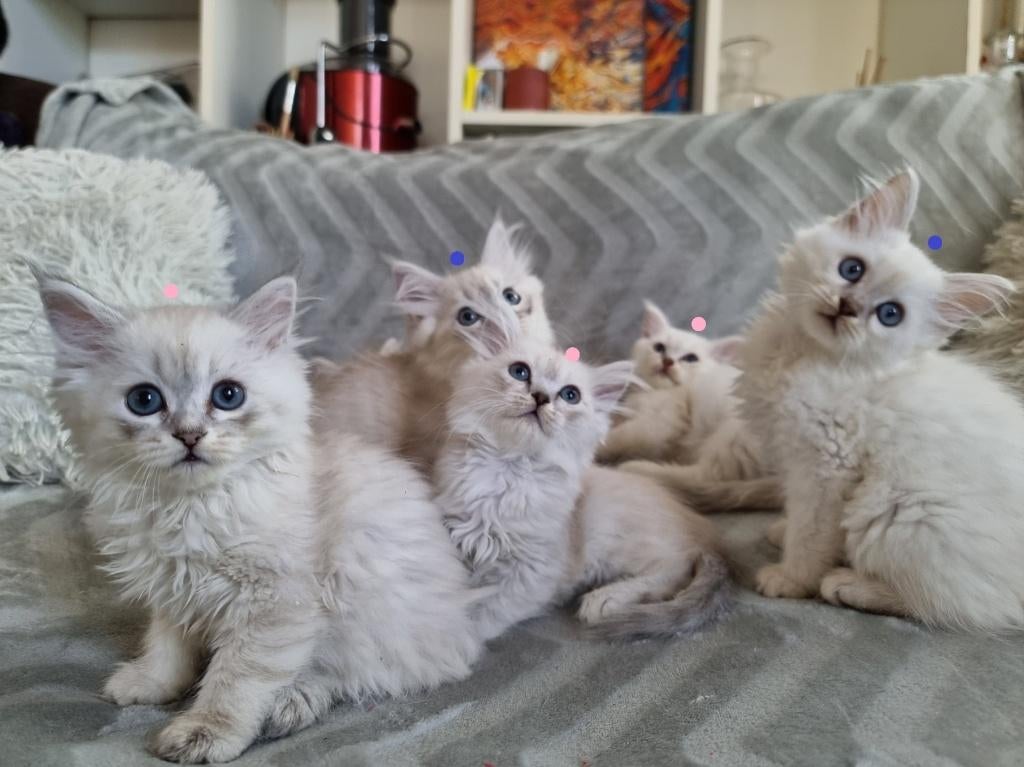 Siberische - Ragdoll Prachtige Kittens, Dieren en Toebehoren, Meerdere dieren, Ontwormd, 0 tot 2 jaar