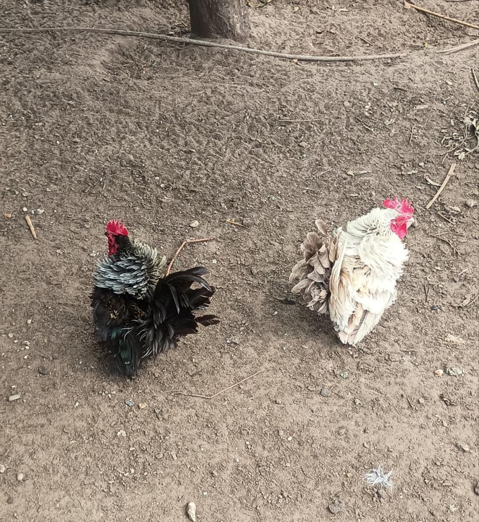 Serama kippen, Meerdere dieren, Kip