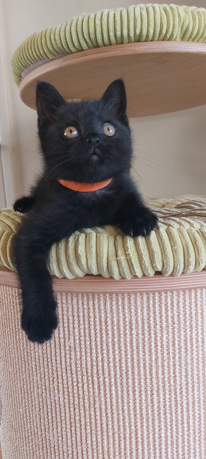 Onze laatste Britse Korthaar kitten Winston zoekt nieuw huis, Kater, Ontwormd