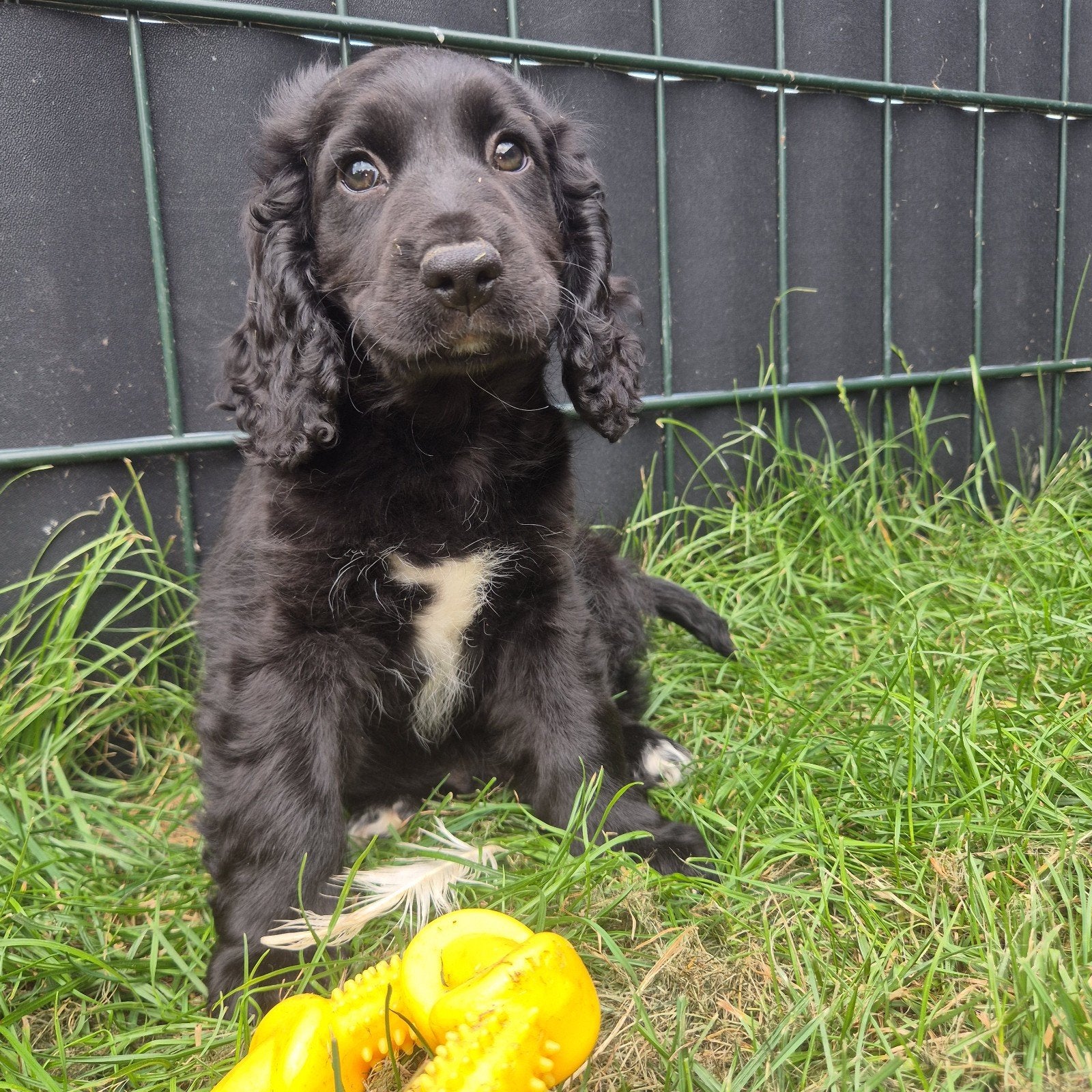 Lieve Cockerspaniel pups, Dieren en Toebehoren, Honden | Niet-rashonden, 8 tot 15 weken, Parvo, Meerdere, Meerdere dieren