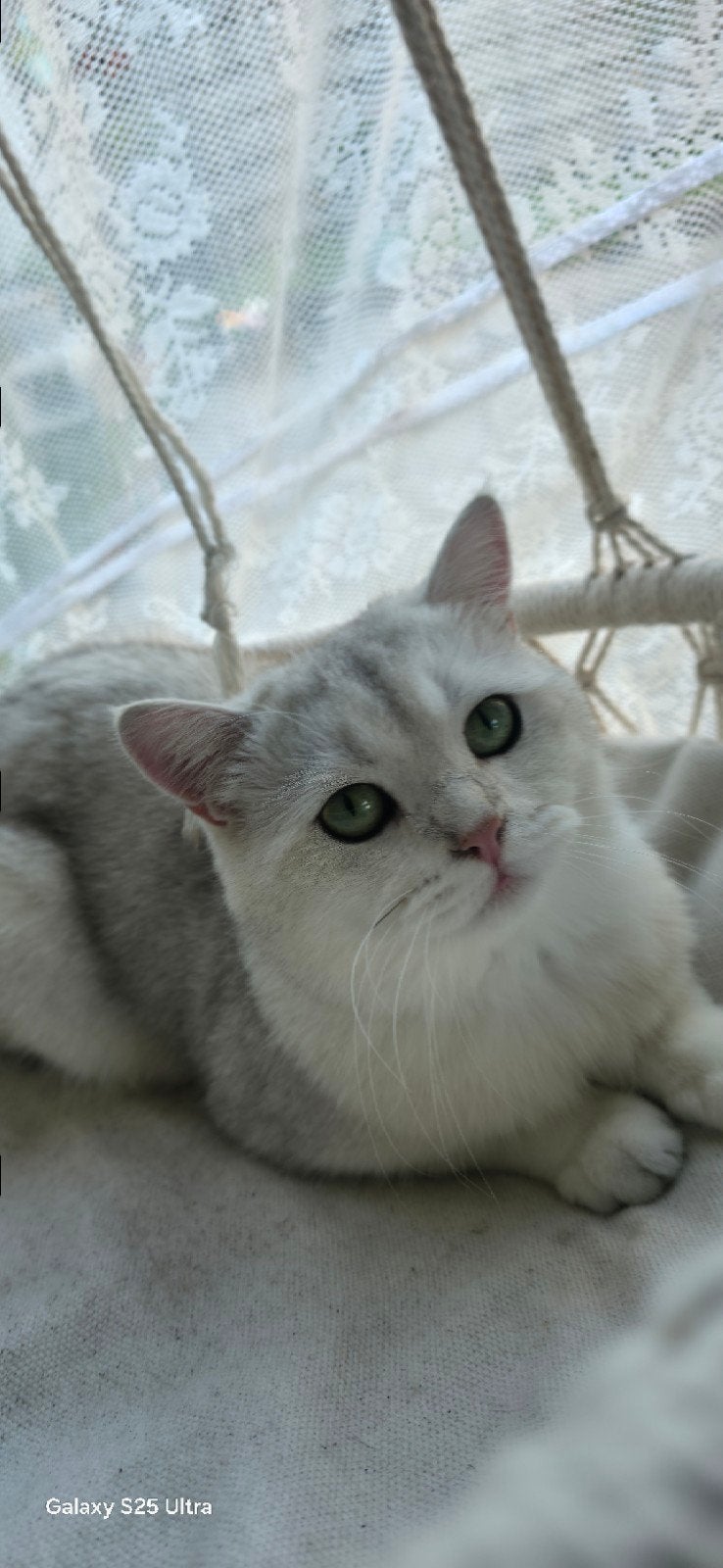 Britshe kort Haar kater(Dekkater), Meerdere dieren