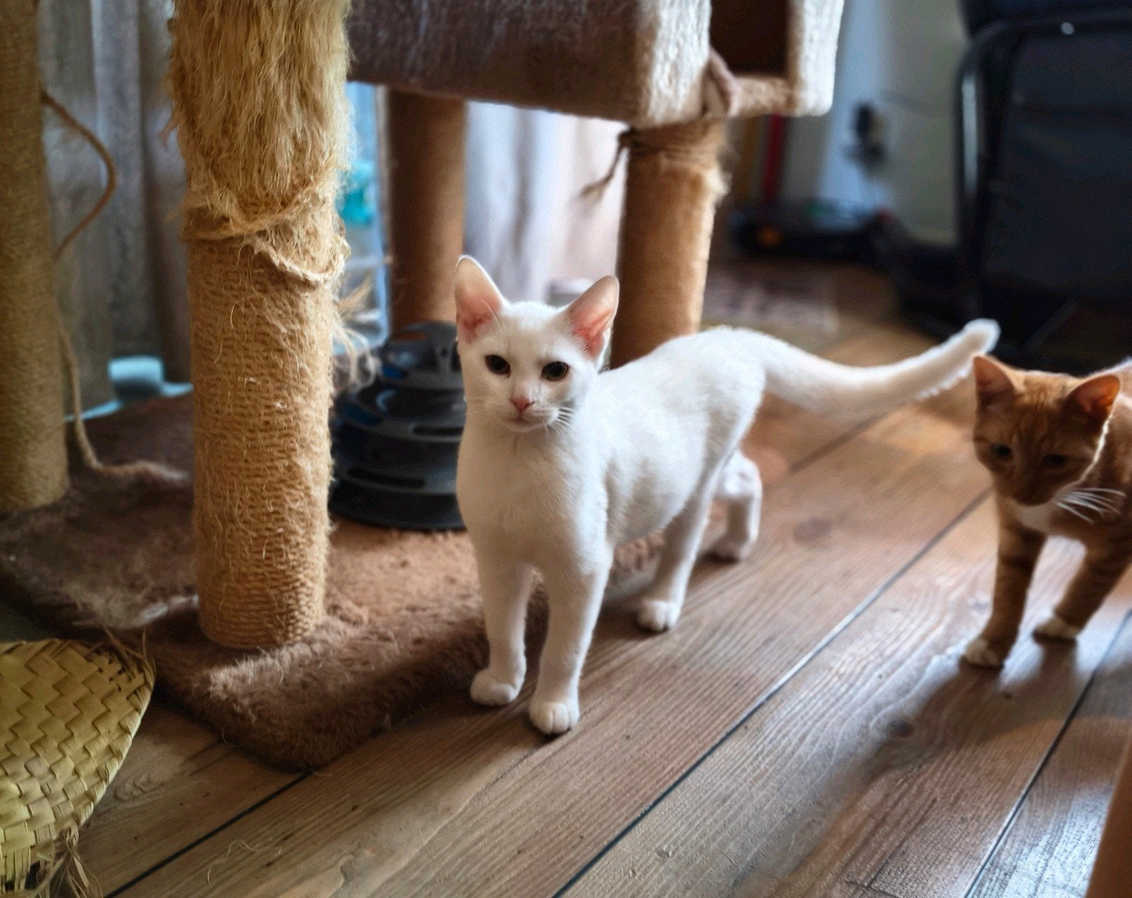 kittens te koop, Meerdere dieren, Kortharig, 0 tot 2 jaar