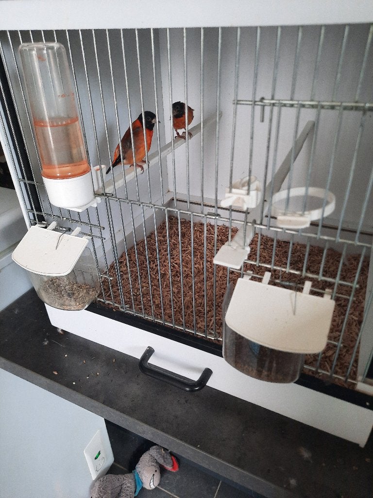 Kapoetsensijs, Meerdere dieren, Geringd