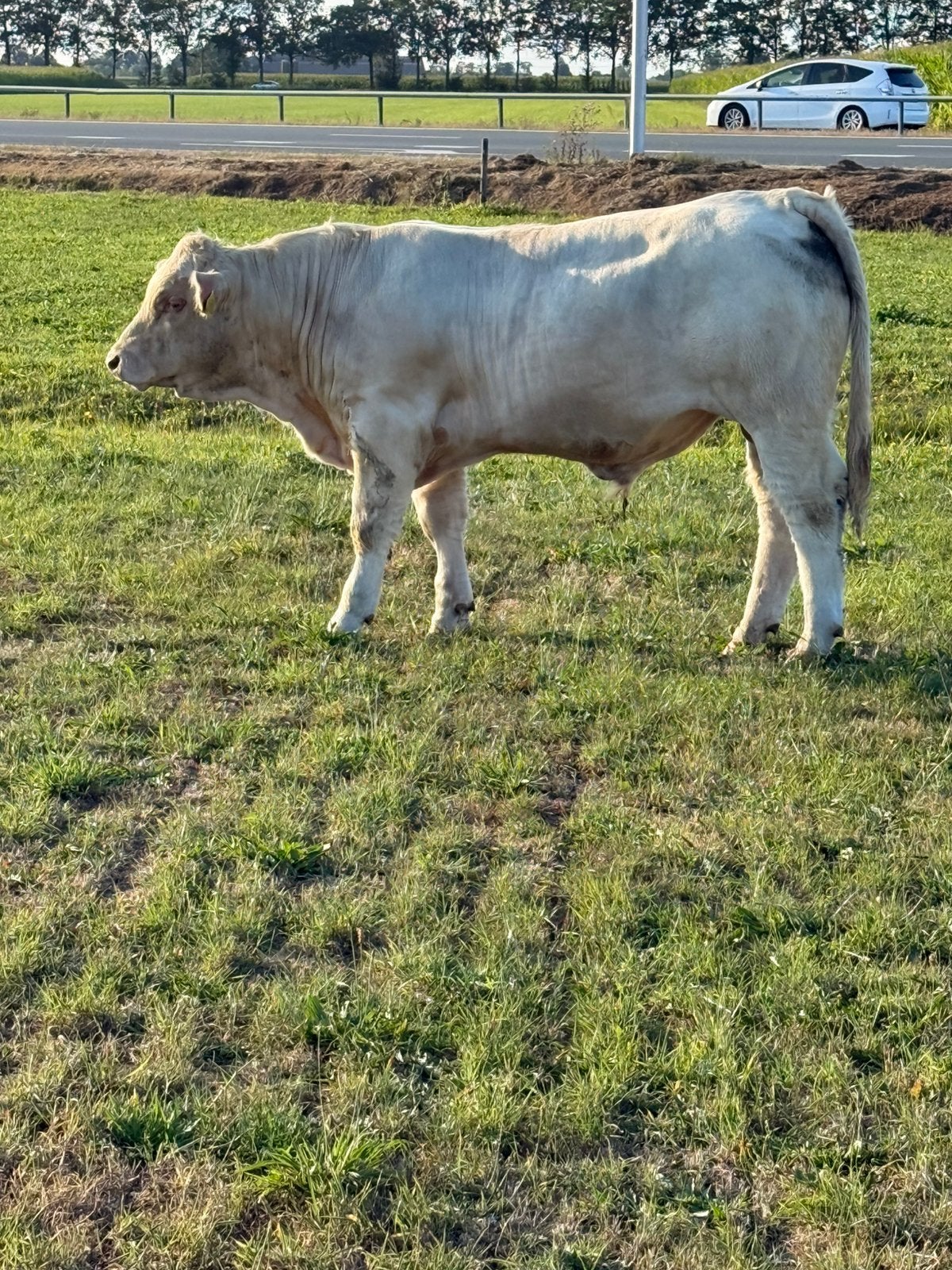 Mooie charolais dekstier 100% stamboek, Dieren en Toebehoren, Runderen, Mannelijk