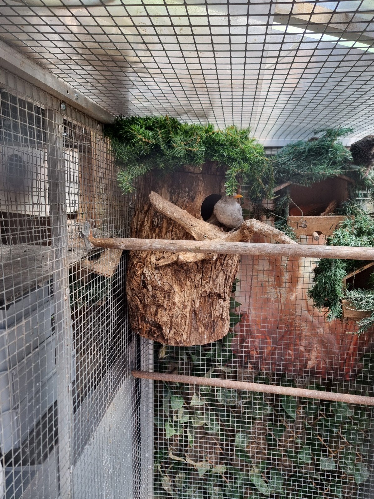 Te koop Groot broed blok, Ophalen