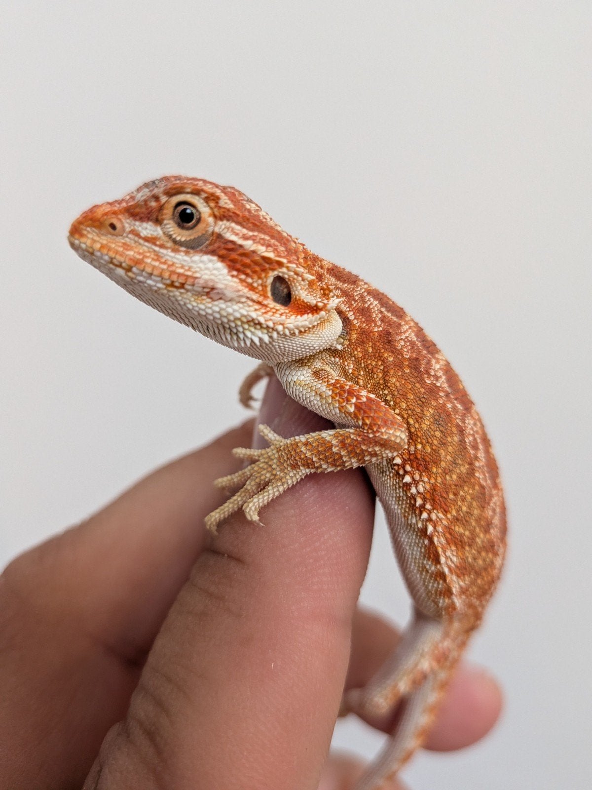 uromastyx, xenagama Taylori, pogona vitticeps Bearded Dragon photo 12