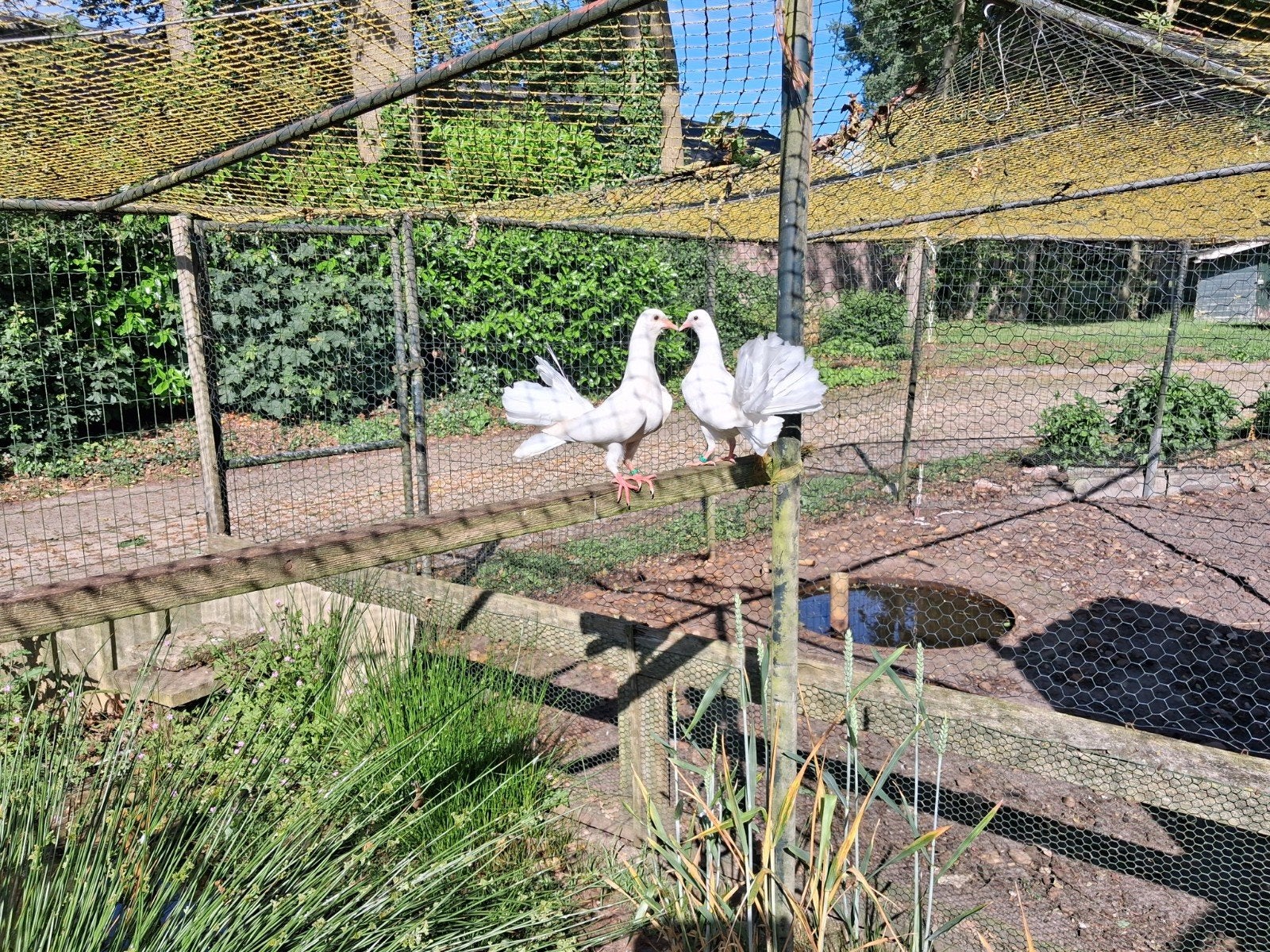 Pauw staart duiven, Dieren en Toebehoren, Vogels | Duiven