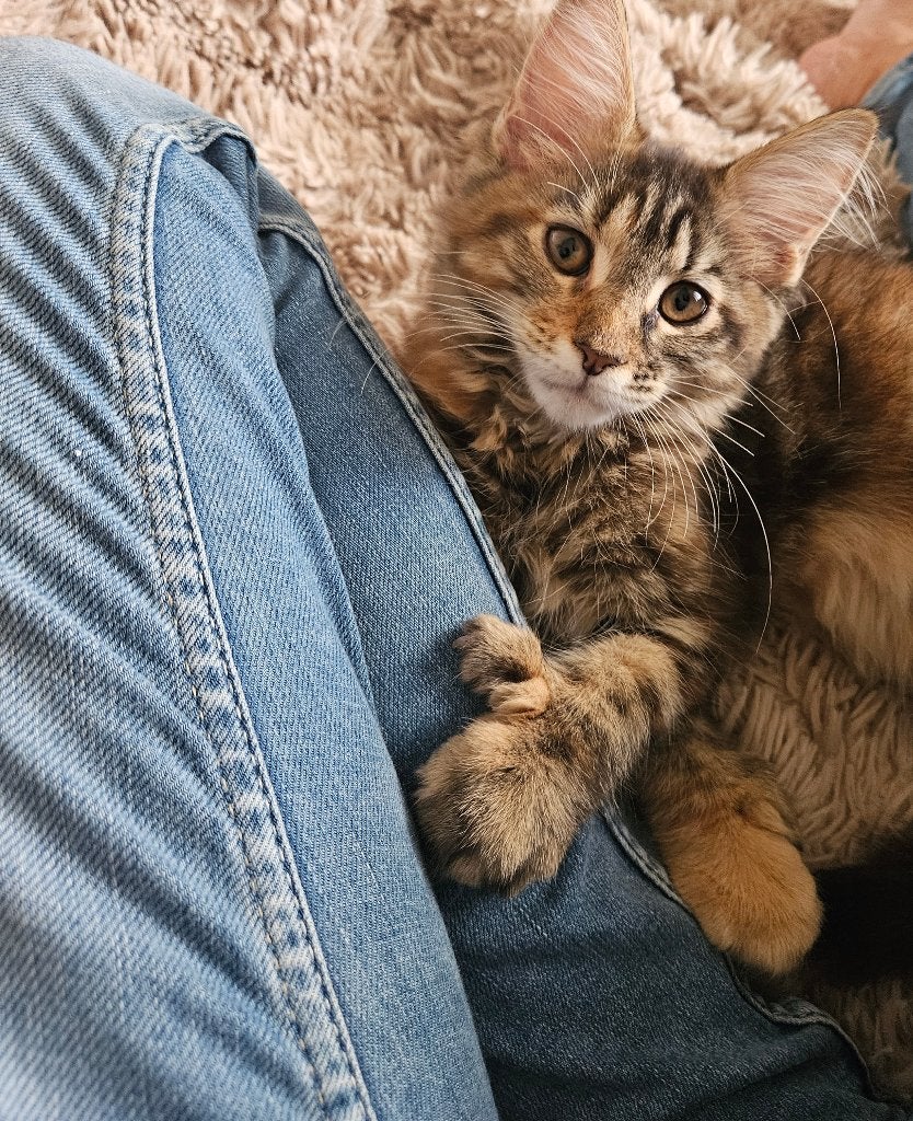 Maine coon kittens, Poes, Gechipt