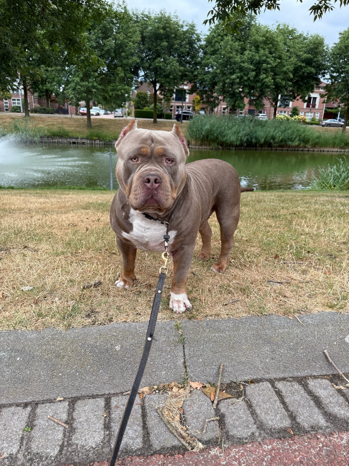 American bully XL & Pocket, Dieren en Toebehoren, Honden | Bulldogs, Pinschers en Molossers, Parvo, Meerdere, 3 tot 5 jaar, Nederland