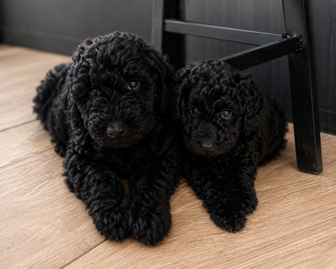 Nog 2 van 9 multigen Labradoodle met afstammingsbewijs, Parvo, Overige rassen, 8 tot 15 weken, Meerdere
