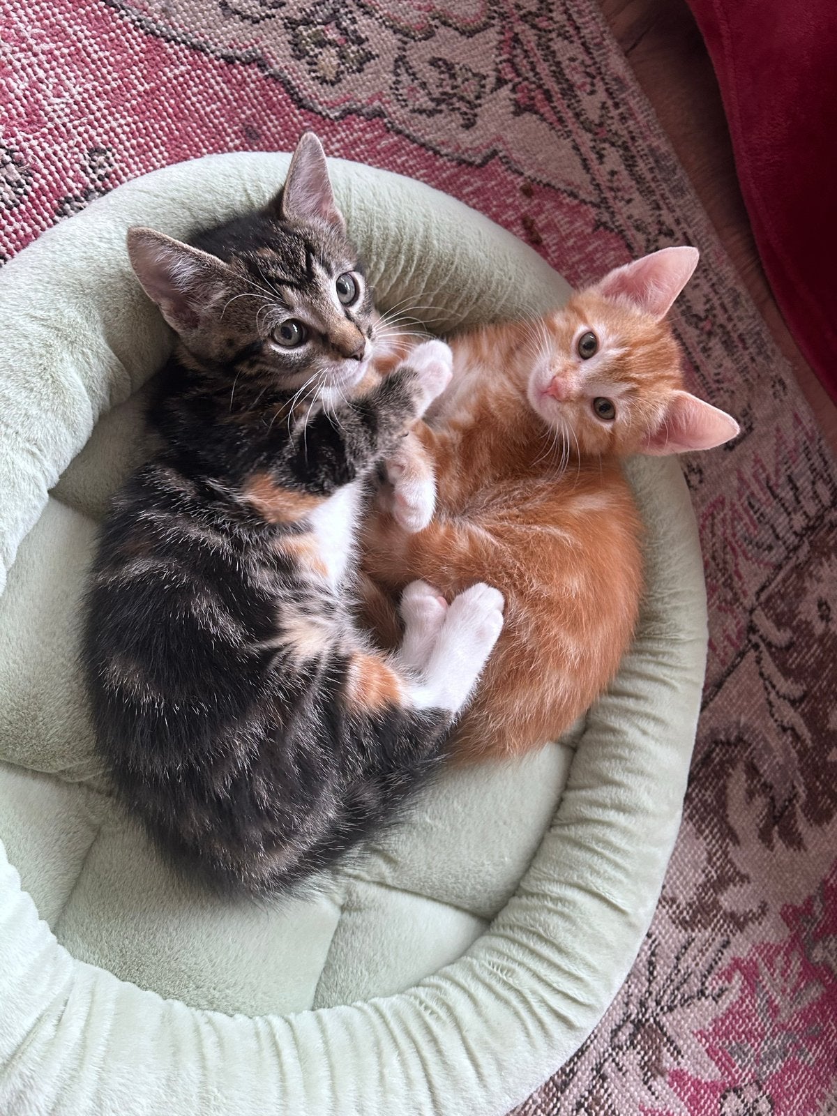 Kittens, Dieren en Toebehoren, Poes, Kortharig, 0 tot 2 jaar