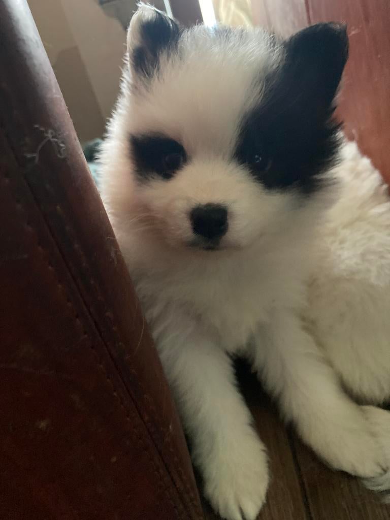 Pomsky mini F2 pups familie*  zie beelden, Dieren en Toebehoren, 15 weken tot 1 jaar, Overige rassen, CDV (hondenziekte), Geslacht onbekend