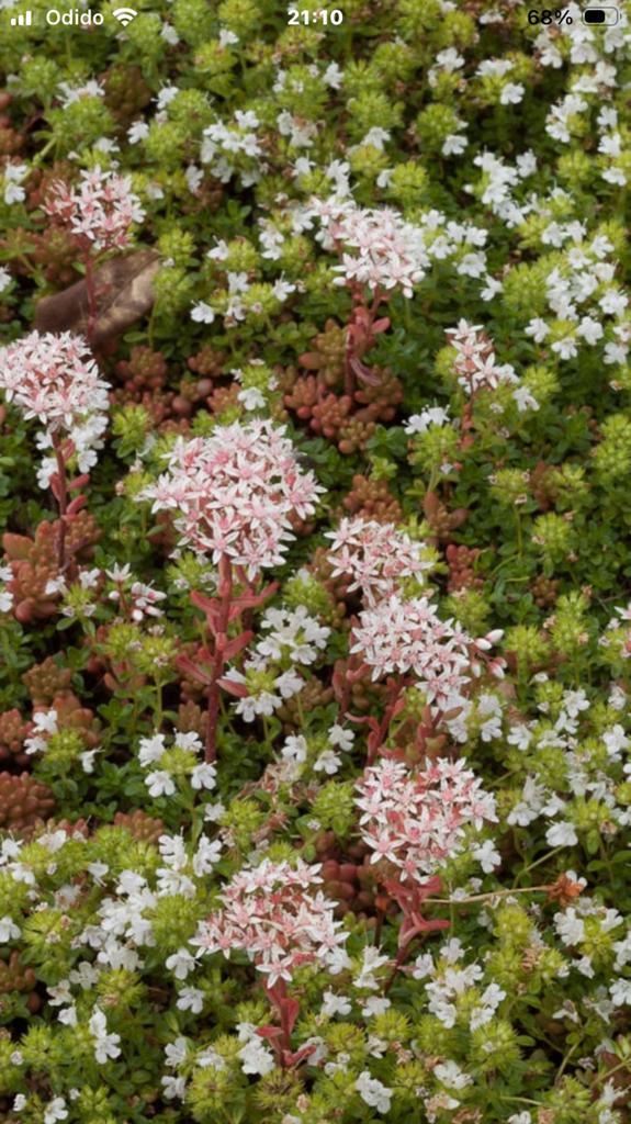 Sedum album, Ophalen, Bodembedekkers, Volle zon, Vaste plant