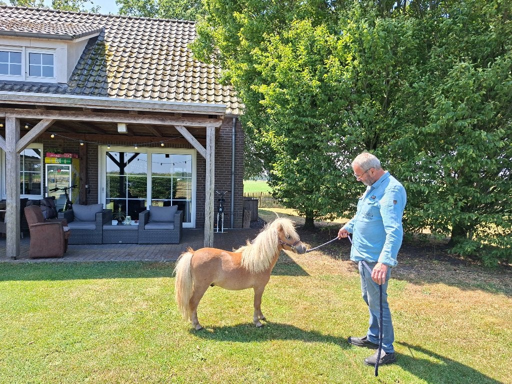 Prachtig hengstje, Dieren en Toebehoren, Pony's, 0 tot 2 jaar, Hengst, A pony (tot 1.17m), Gechipt