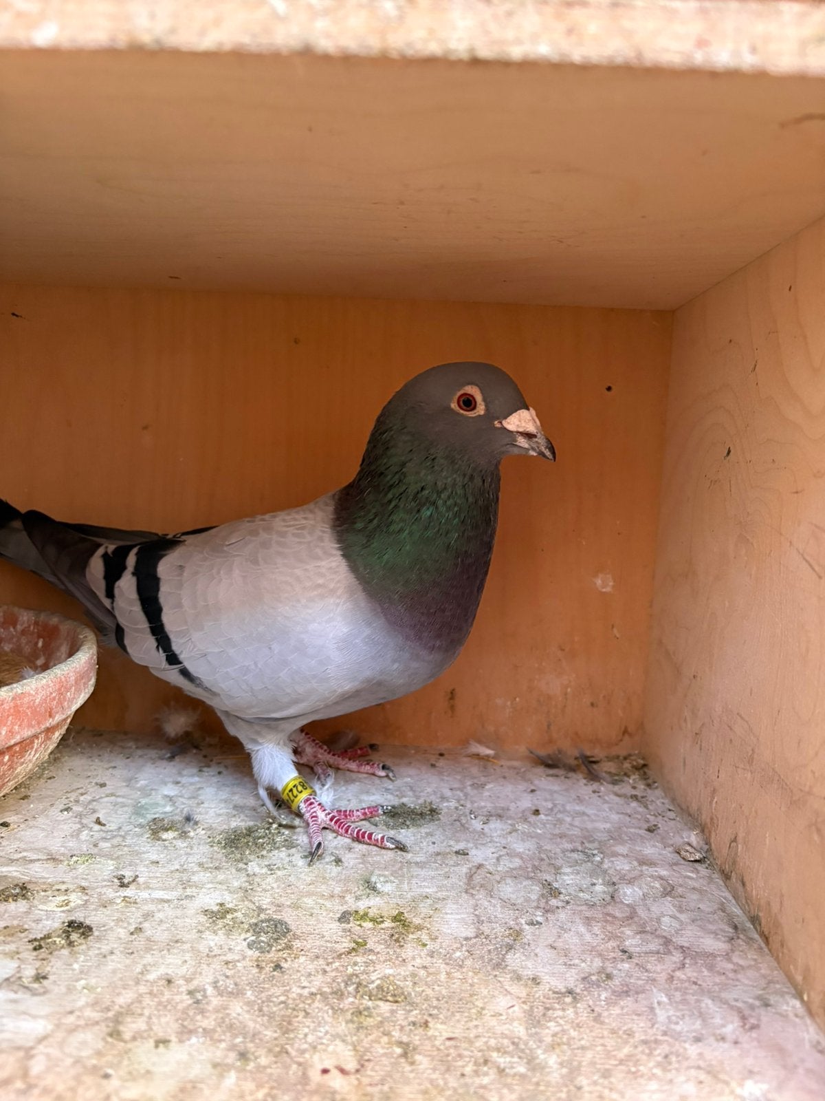 Doffer uit koppel 45 van Heteren, Mannelijk, Postduif