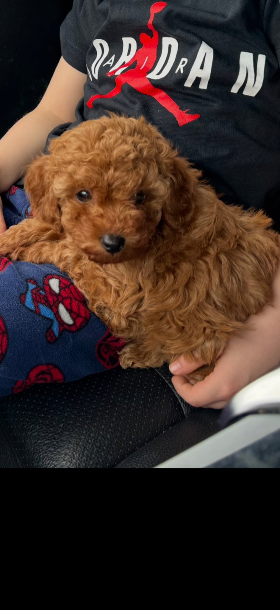Maltipoo X Toy Poedel, Dieren en Toebehoren, Poedel, Teef, Meerdere, Nederland