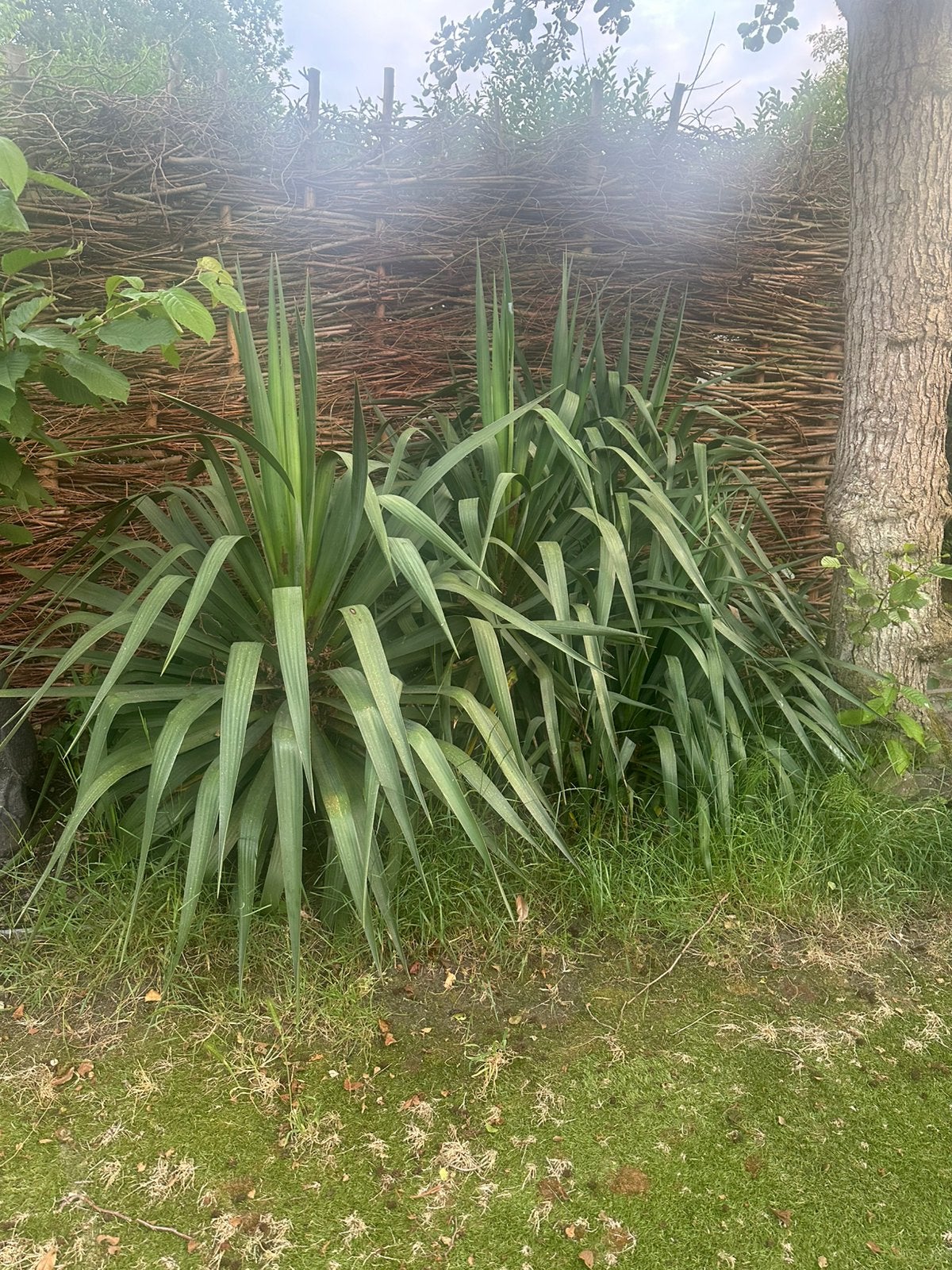 3 grote yucca’s 140 cm, Ophalen, Overige soorten, Volle zon