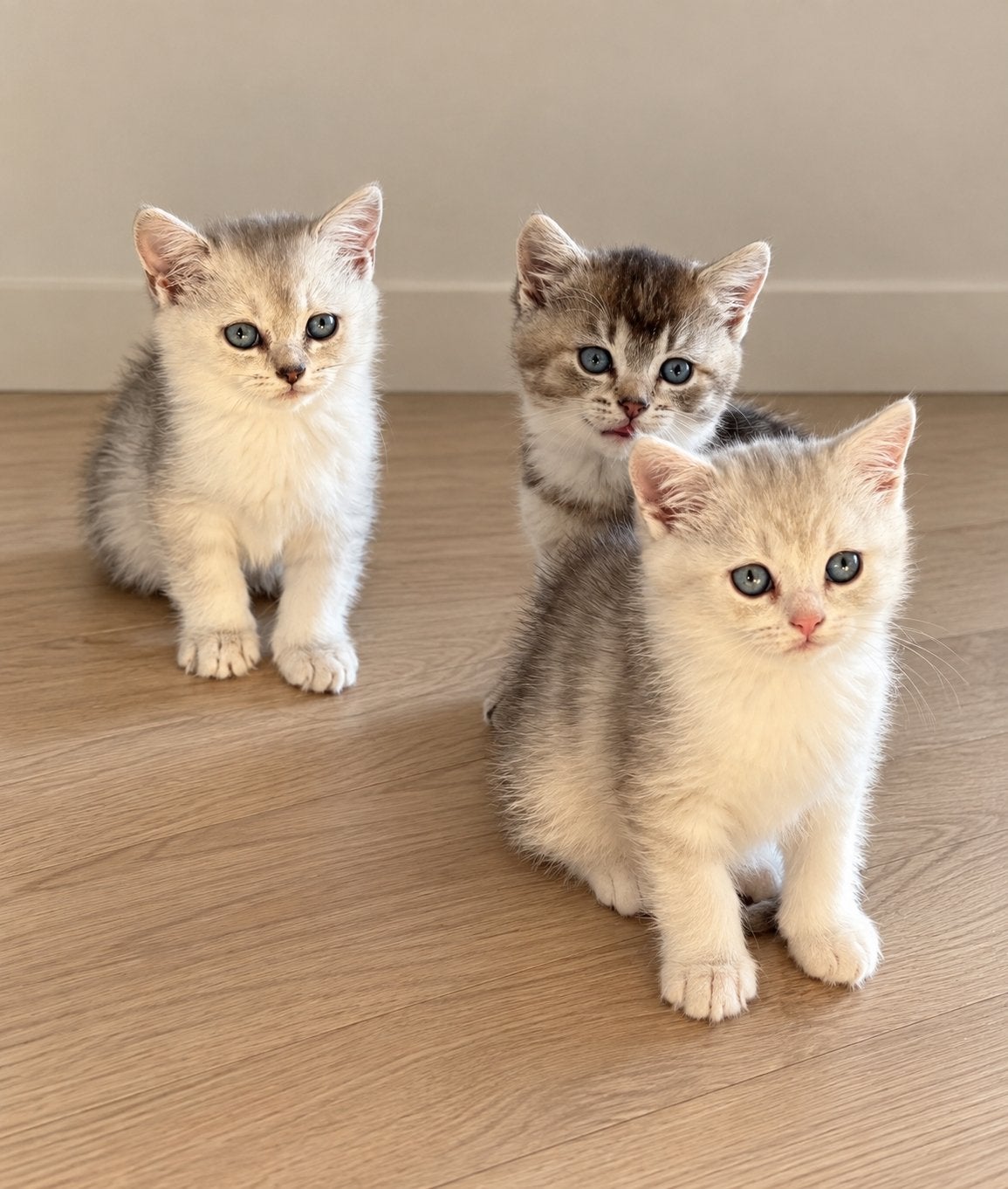 Brits kort/langhaar kittens x europees korthaar, Dieren en Toebehoren, Meerdere dieren, Gechipt, 0 tot 2 jaar