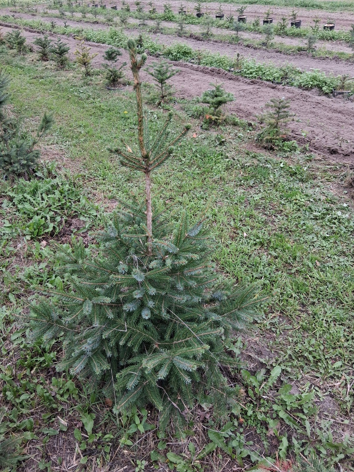 omorika kerstboom, Tuin en Terras, Ophalen, Overige soorten, 100 tot 250 cm