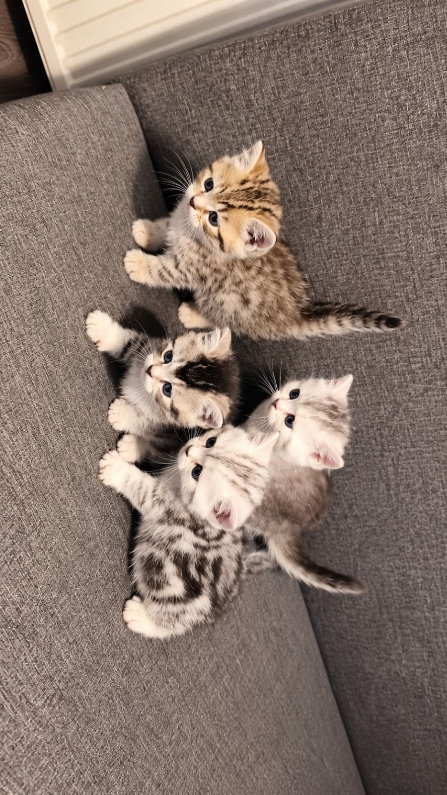 Britse korthaar kittens, Dieren en Toebehoren