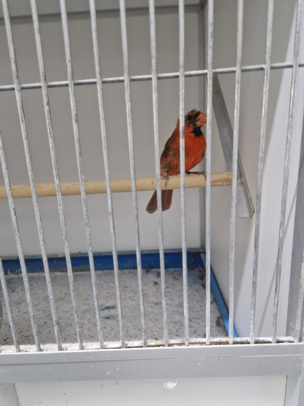 rode kardinaal man, Dieren en Toebehoren, Mannelijk