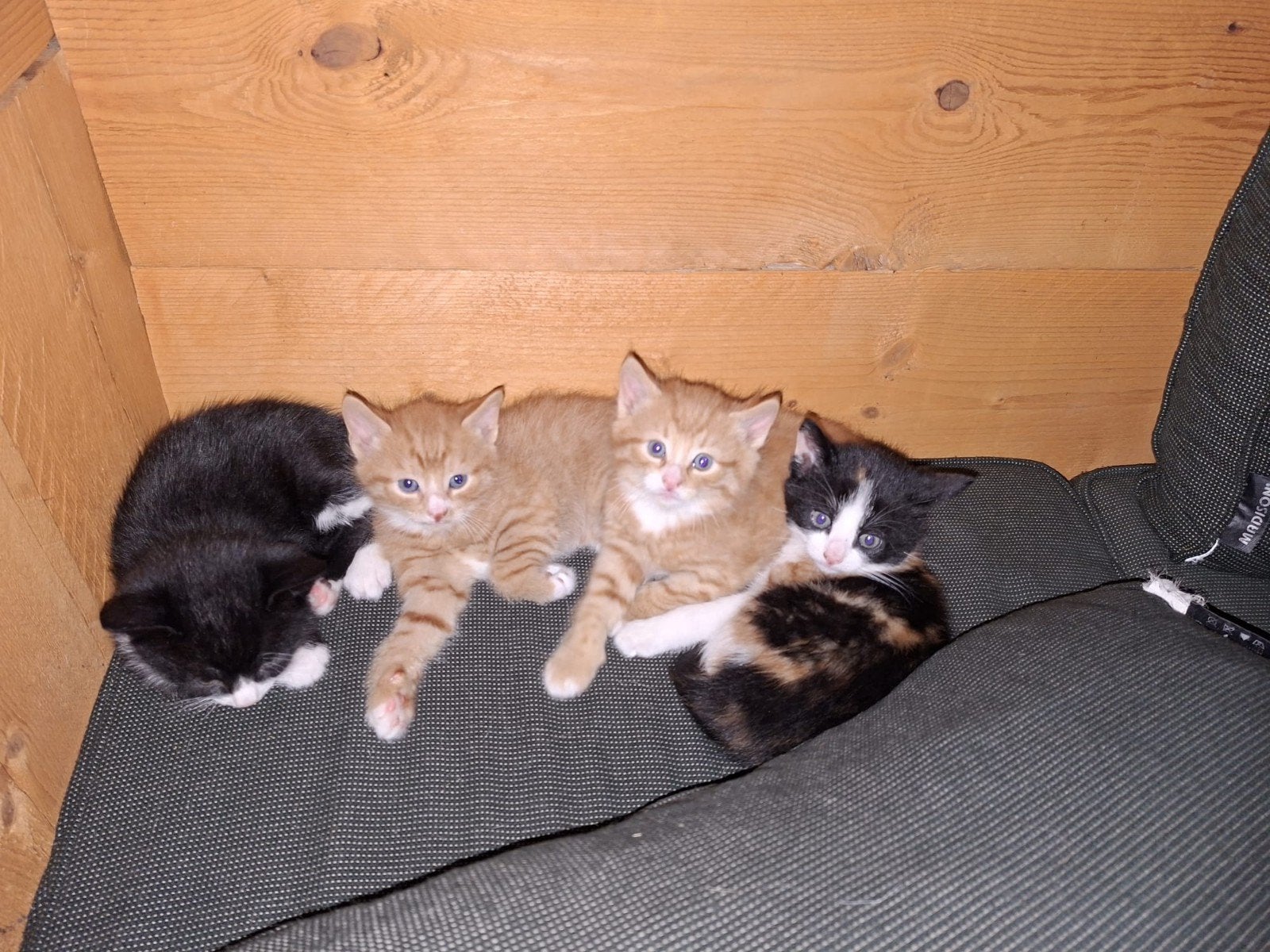Jonge poesjes, Poes